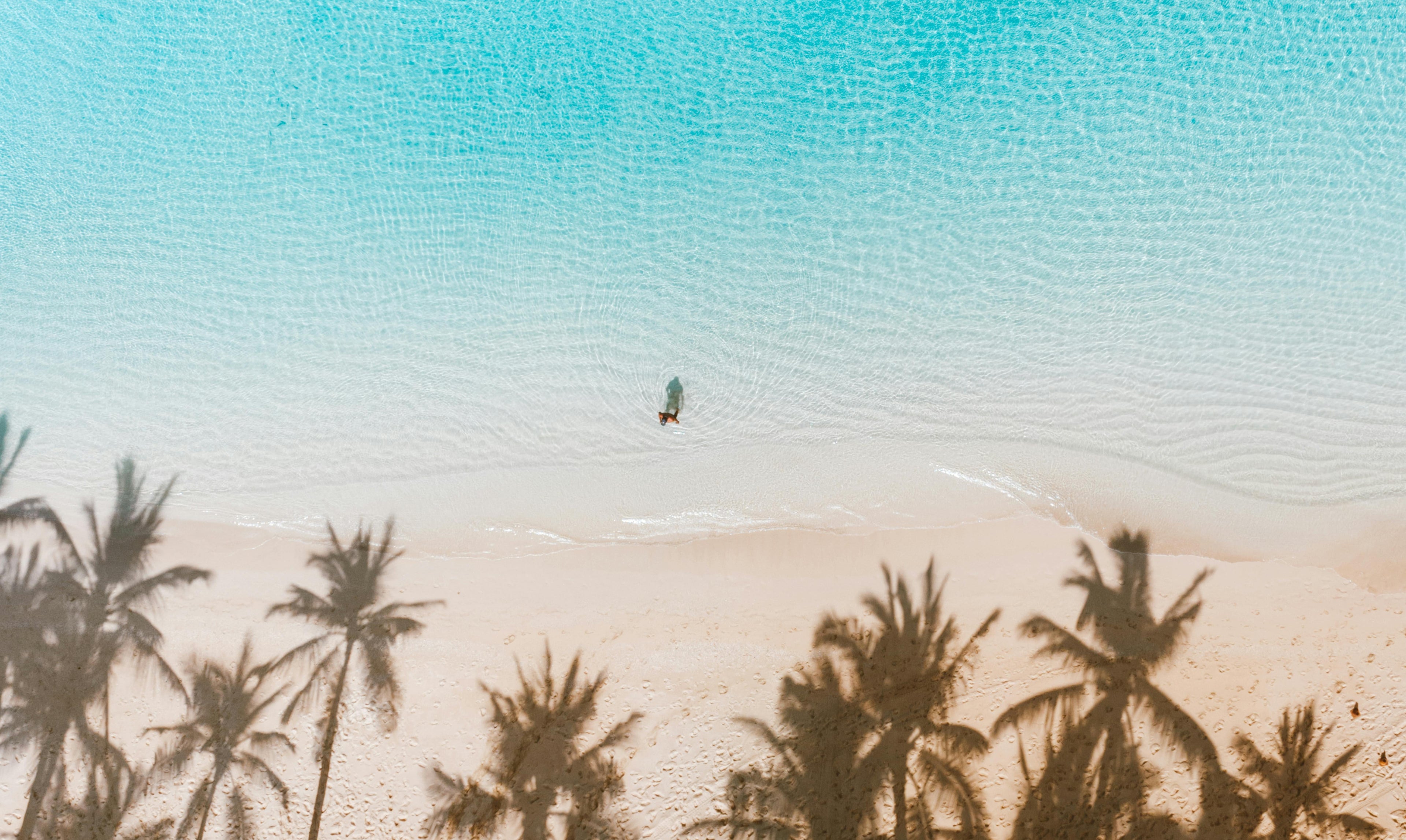 Beach scene with palm tree shadows on sand and clear blue water.